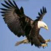 Eagles Flight